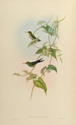 Sporadinus maugaei = Chlorostilbon maugaeus